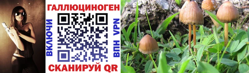Псилоцибиновые грибы Psilocybe  Курганинск 